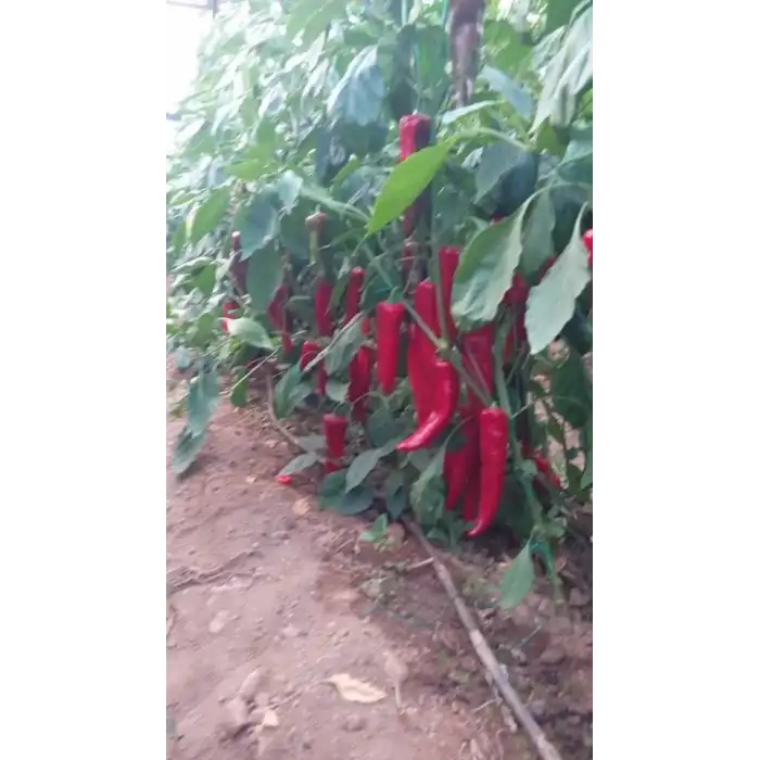 Arena F1 Kapya Biber Fidesi