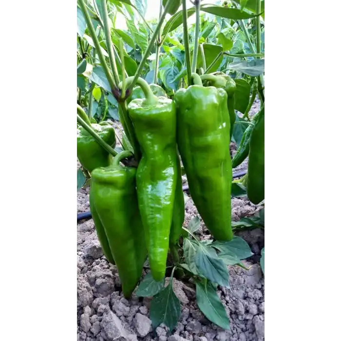 Arena F1 Kapya Biber Fidesi