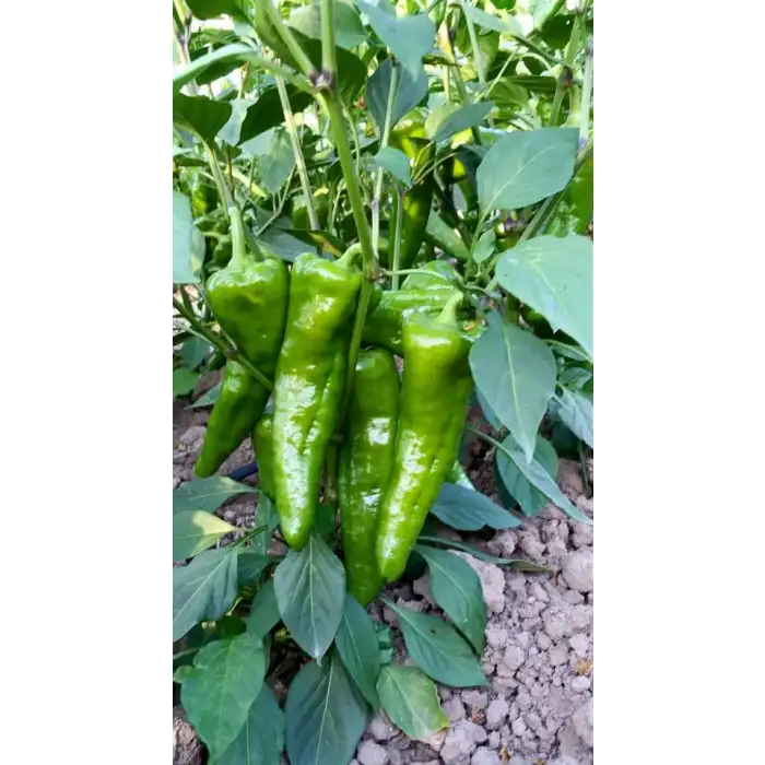 Arena F1 Kapya Biber Fidesi