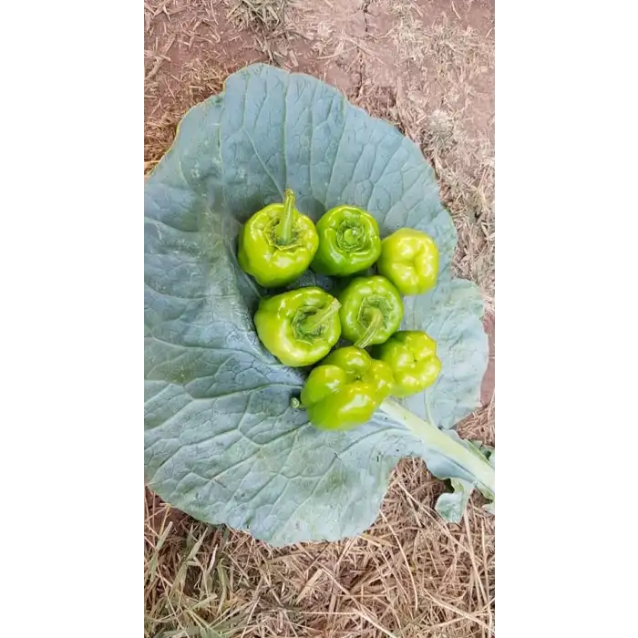 Armada F1 Dolma Biber Fidesi