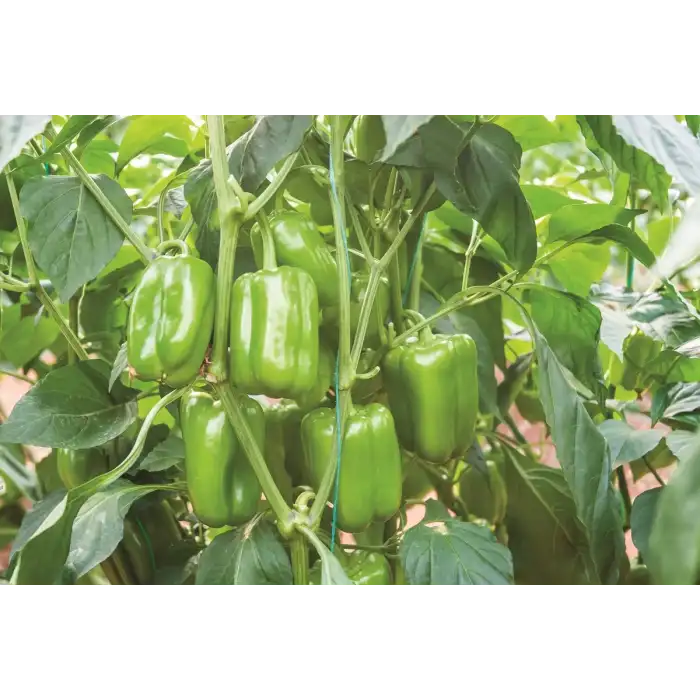 Armada F1 Dolma Biber Fidesi