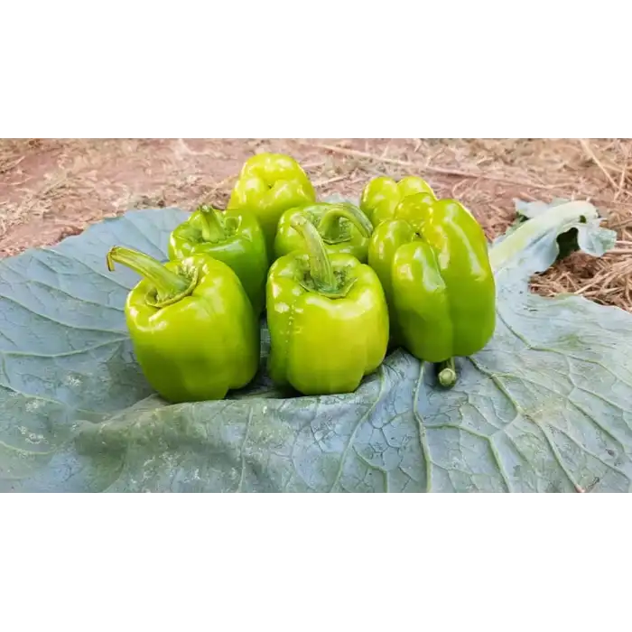 Armada F1 Dolma Biber Fidesi