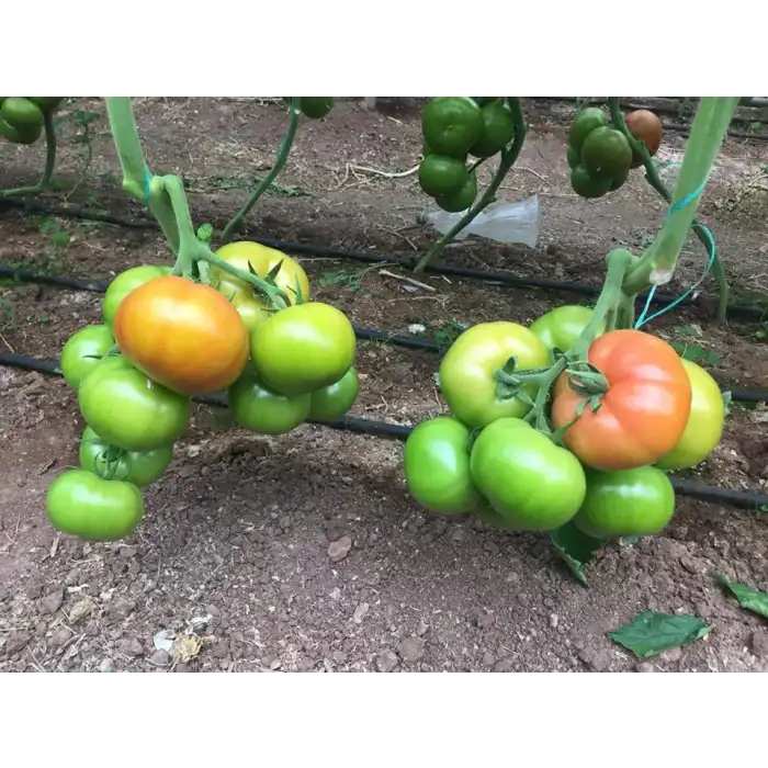 Aşılı Alberty F1 Beef Domates Fidesi