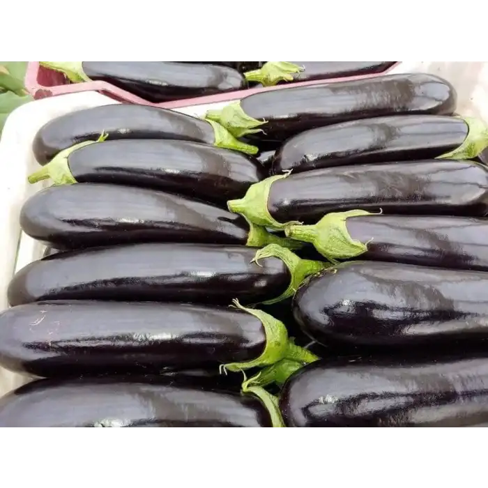 Aşılı Alparslan F1 Patlıcan Fidesi