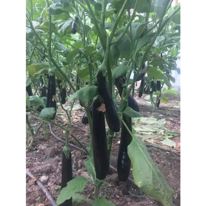 Aşılı Alparslan F1 Patlıcan Fidesi