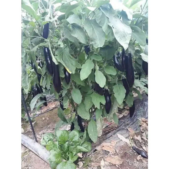 Aşılı Alparslan F1 Patlıcan Fidesi