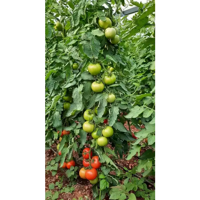 Aşılı Ancha F1 Domates Fidesi