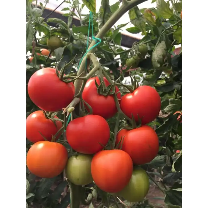 Aşılı Android F1 Sırık Domates Fidesi