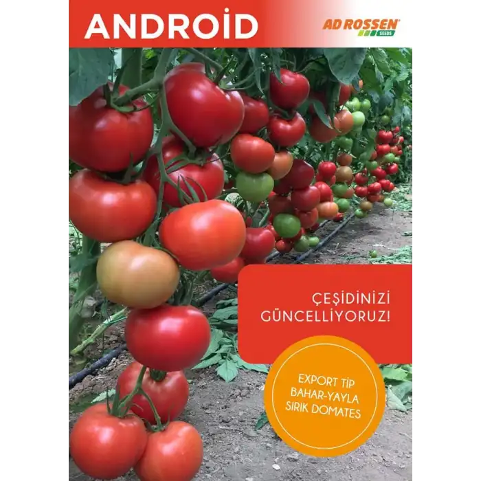 Aşılı Android F1 Sırık Domates Fidesi