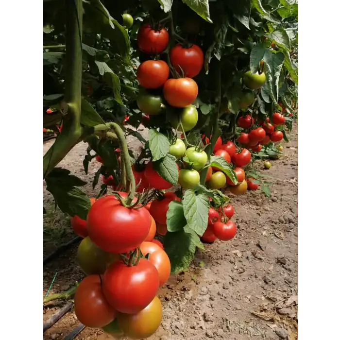 Aşılı Android F1 Sırık Domates Fidesi