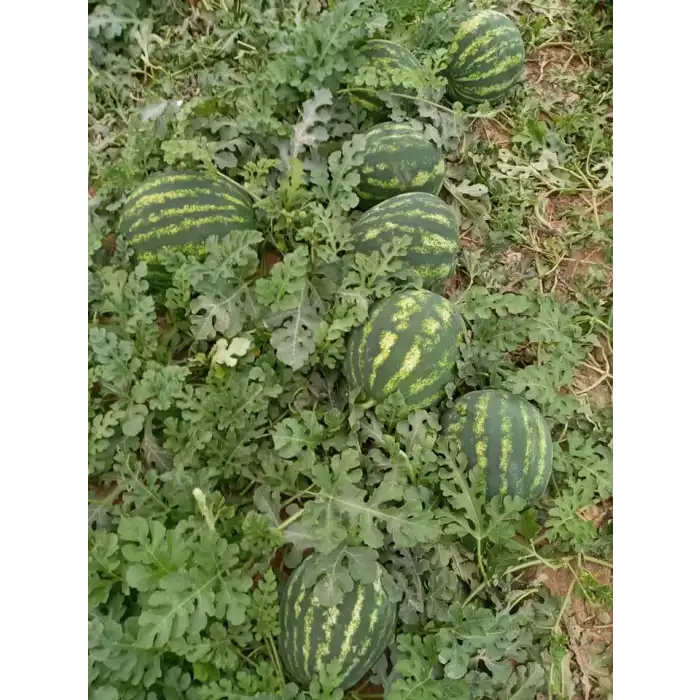 Aşılı Celine F1 Karpuz Fidesi