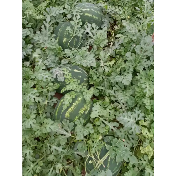 Aşılı Celine F1 Karpuz Fidesi