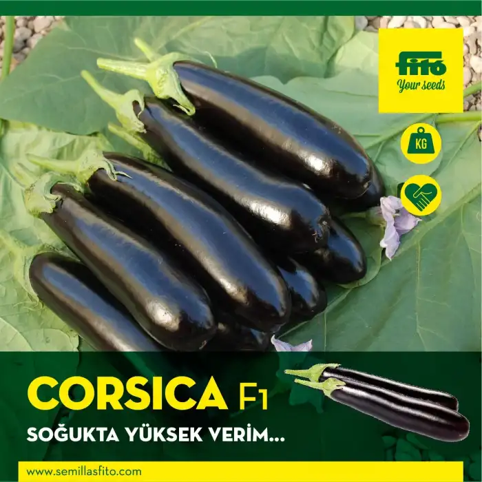 Aşılı Corsica F1 Patlıcan Fidesi