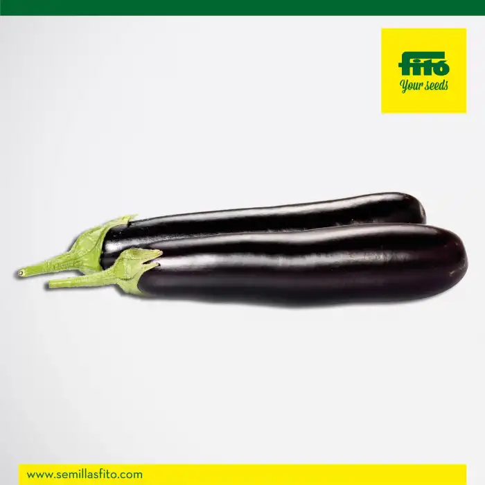 Aşılı Corsica F1 Patlıcan Fidesi