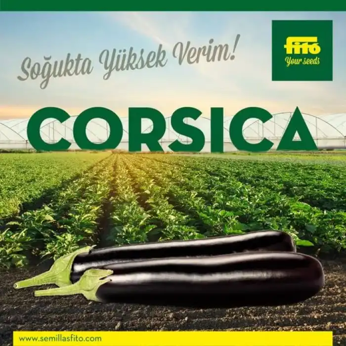 Aşılı Corsica F1 Patlıcan Fidesi