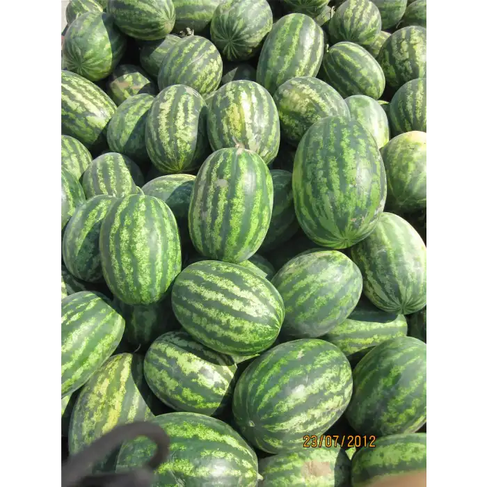 Aşılı Dizayn F1 Karpuz Fidesi