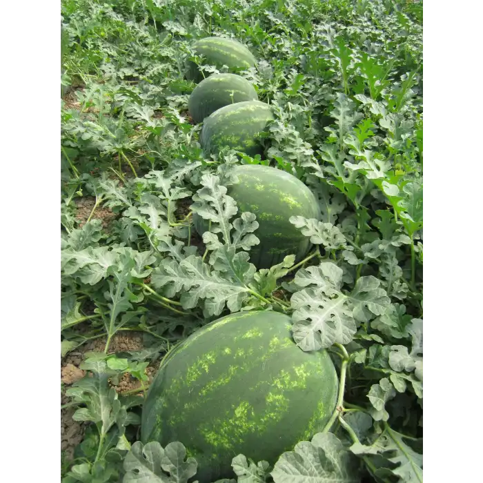 Aşılı Dizayn F1 Karpuz Fidesi