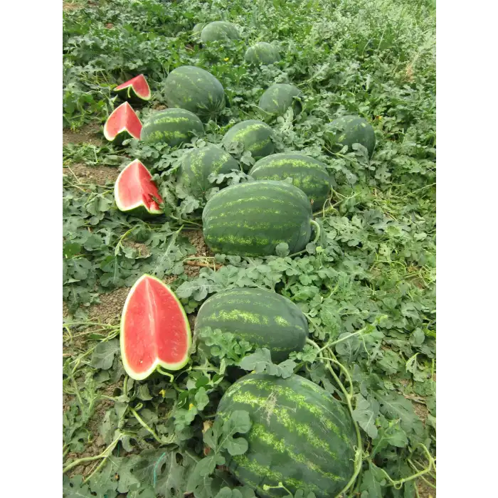 Aşılı Dizayn F1 Karpuz Fidesi