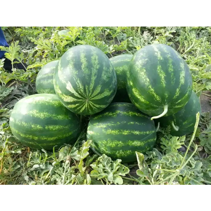 Aşılı Dizayn F1 Karpuz Fidesi