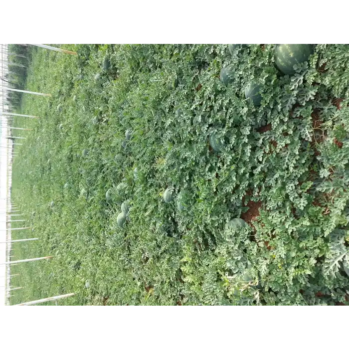 Aşılı Dizayn F1 Karpuz Fidesi