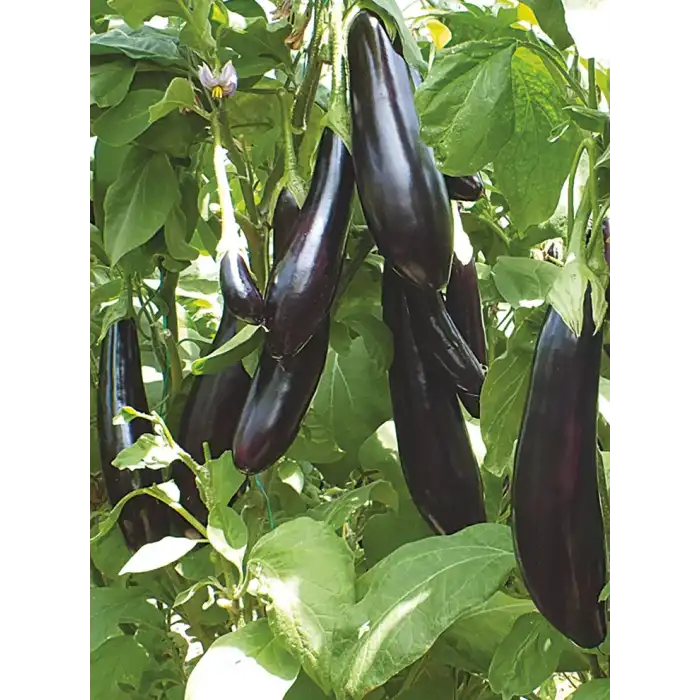 Aşılı Doyran Karası F1 Patlıcan Fidesi