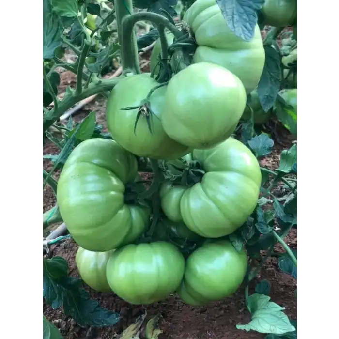 Aşılı Gülpembe F1 Domates Fidesi