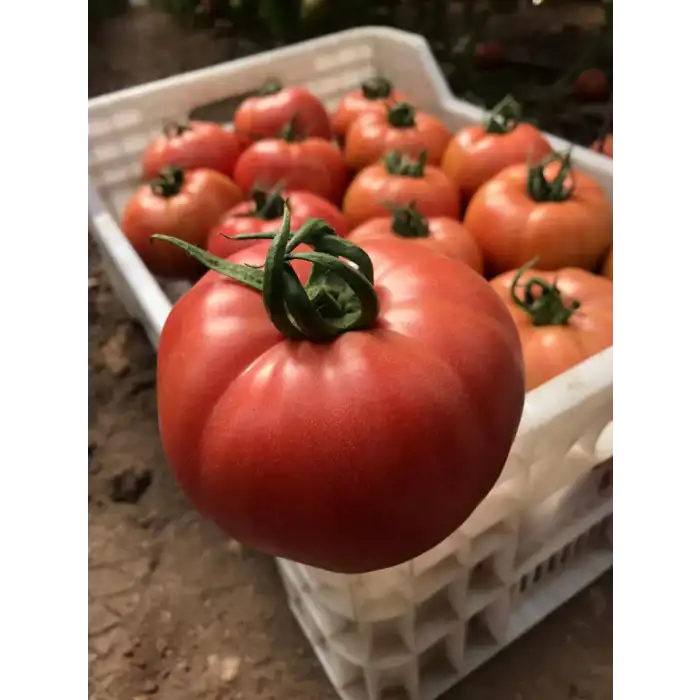 Aşılı Gusto F1 Pembe Domates Fidesi