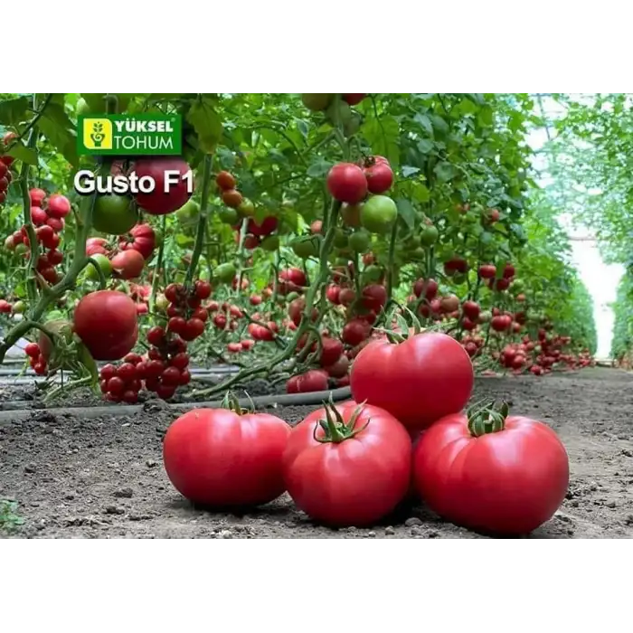 Aşılı Gusto F1 Pembe Domates Fidesi