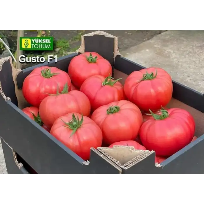 Aşılı Gusto F1 Pembe Domates Fidesi