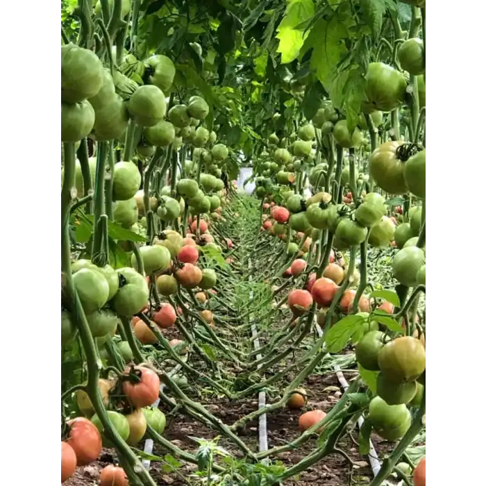 Aşılı Gusto F1 Pembe Domates Fidesi