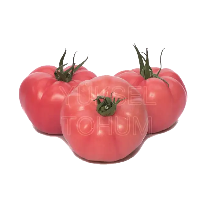 Aşılı Gusto F1 Pembe Domates Fidesi