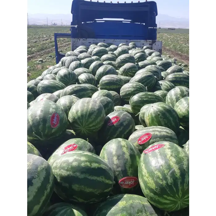 Aşılı Joker F1 Karpuz Fidesi