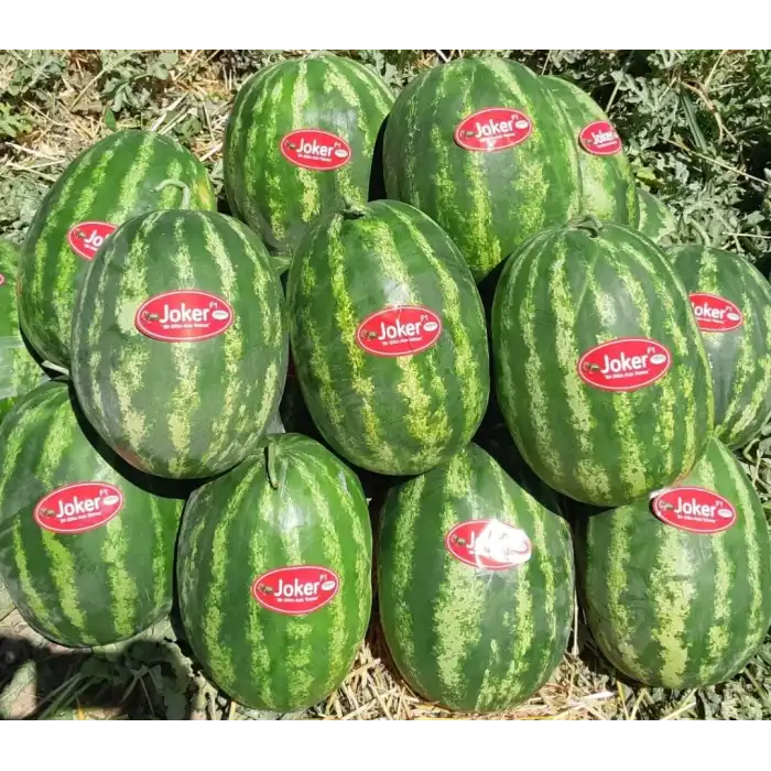 Aşılı Joker F1 Karpuz Fidesi