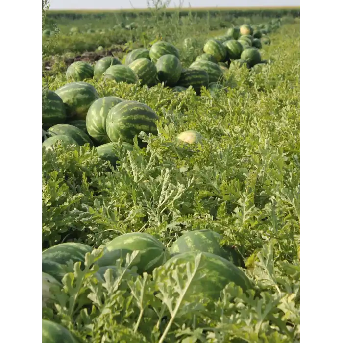 Aşılı Joker F1 Karpuz Fidesi