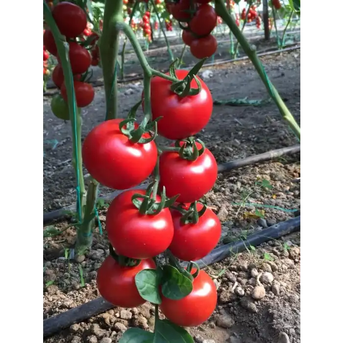 Aşılı Redguard F1 Salkım Domates Fidesi