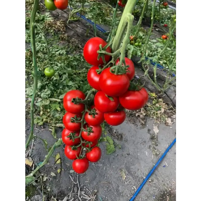 Aşılı Redguard F1 Salkım Domates Fidesi