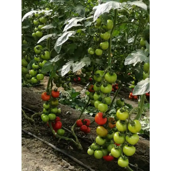 Aşılı Redguard F1 Salkım Domates Fidesi