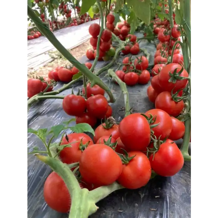 Aşılı Redguard F1 Salkım Domates Fidesi
