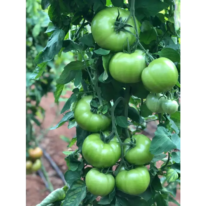 Aşılı Sazak F1 Pembe Domates Fidesi