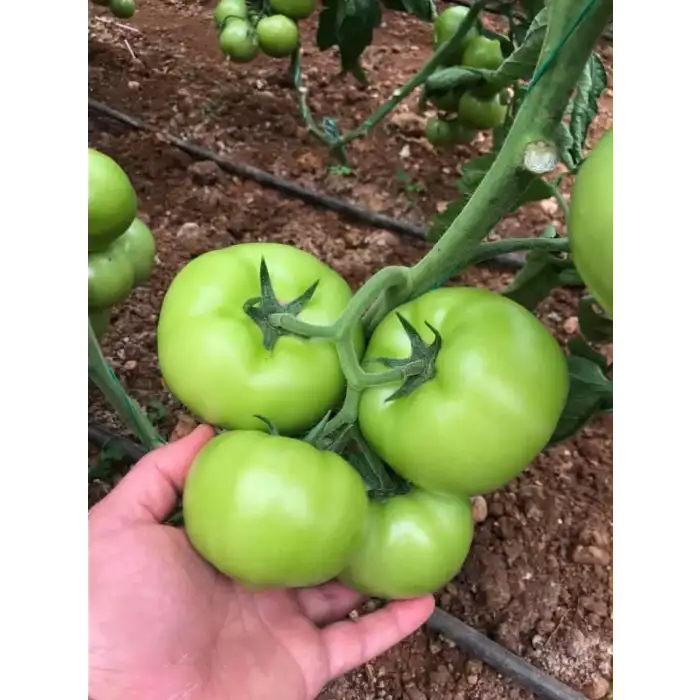 Aşılı Seyran F1 Sırık Domates Fidesi