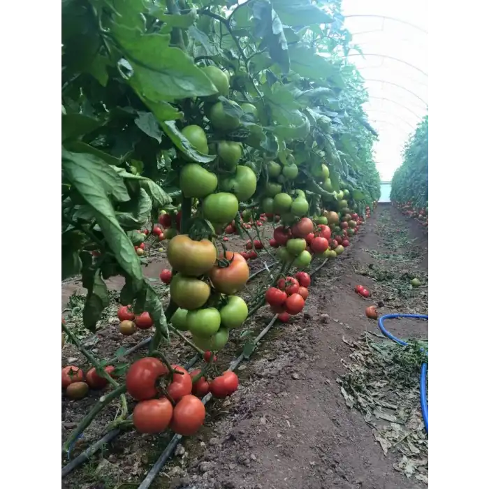 Aşılı Seyran F1 Sırık Domates Fidesi