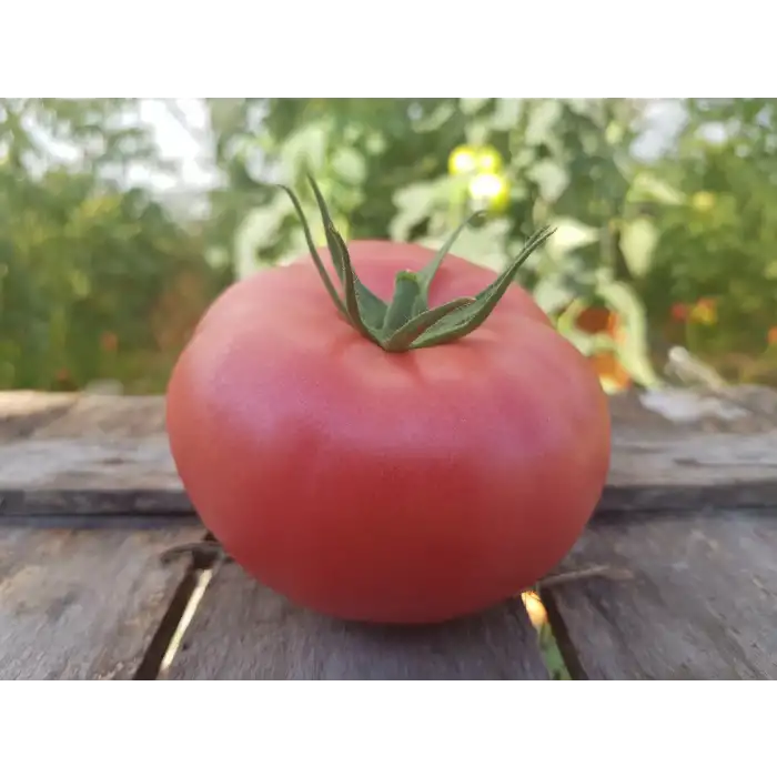 Aşılı Sihirbaz F1 Pembe Domates Fidesi