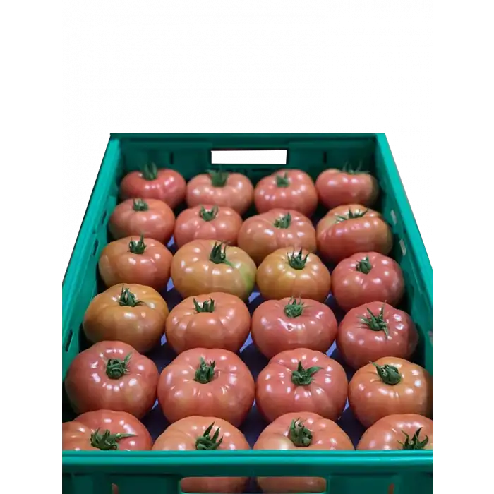 Aşılı Sihirbaz F1 Pembe Domates Fidesi