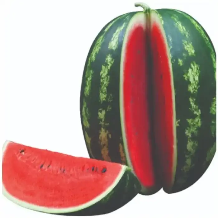 Aşılı Starbust F1 Karpuz Fidesi