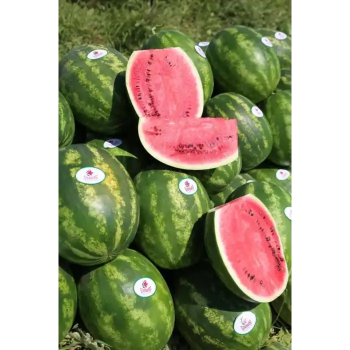 Aşılı Starbust F1 Karpuz Fidesi