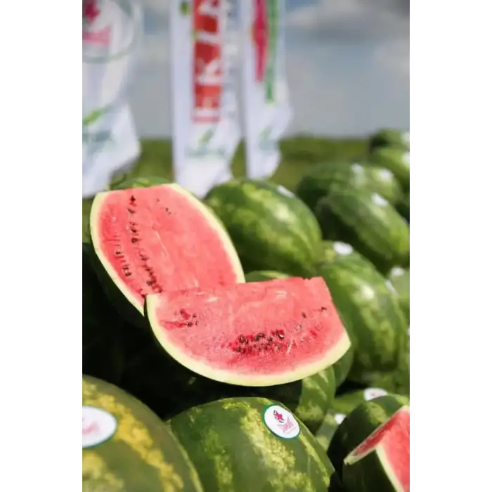 Aşılı Starbust F1 Karpuz Fidesi