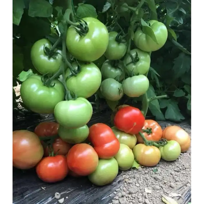 Aşılı Torry F1 İri Domates Fidesi