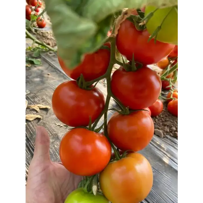 Aşılı Torry F1 İri Domates Fidesi