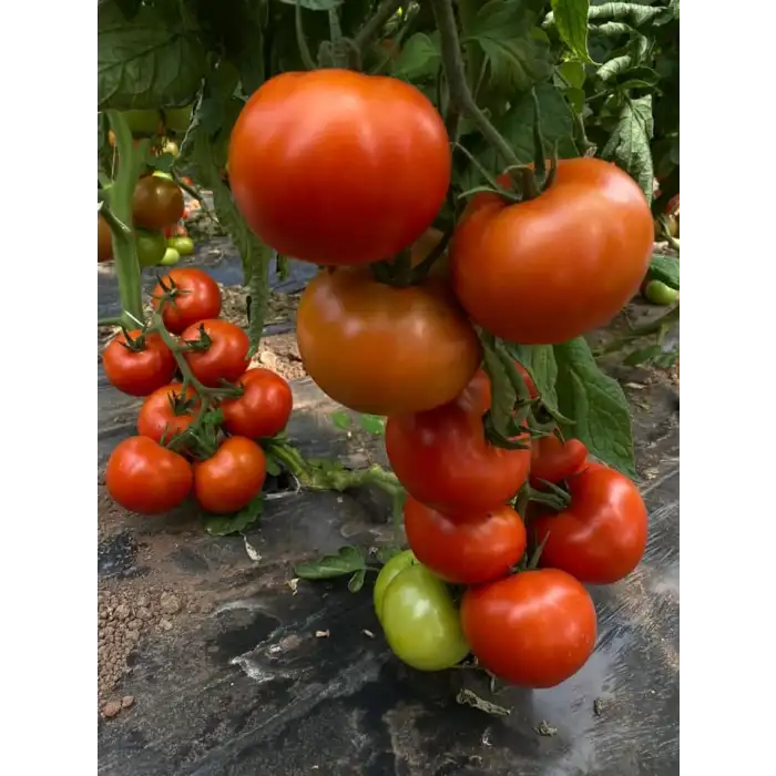 Aşılı Torry F1 İri Domates Fidesi