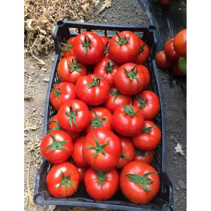 Aşılı Torry F1 İri Domates Fidesi
